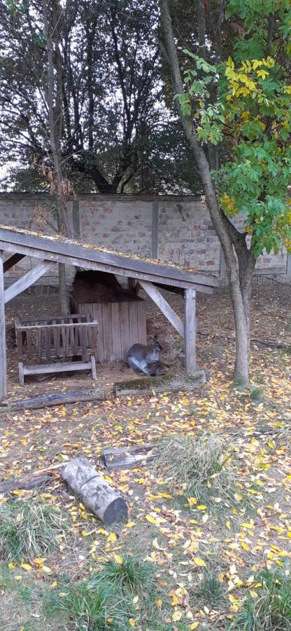 מלון Hódmezővásárhely Kenguru Panzio מראה חיצוני תמונה